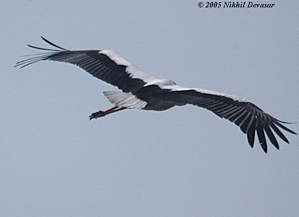 White Stork (Ciconia ciconia) by Nikhil Devasar