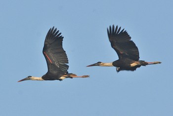 Woolly-necked Stork (Ciconia episcopus) by Nikhil Devasar