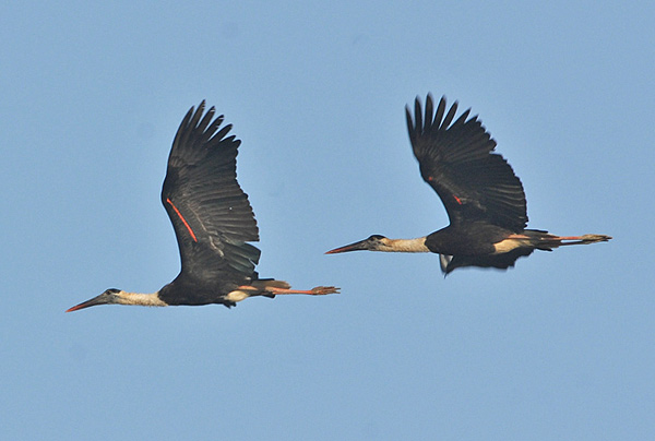 Woolly-necked Stork (Ciconia episcopus) by Nikhil Devasar