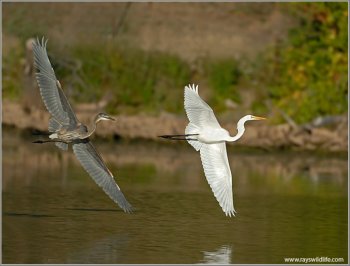 Great Blue Heron (Ardea herodias) chasing Western Great Egret (Ardea alba) by Ray