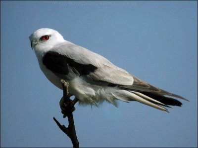 Black-shouldered Kite (Elanus axillaris) by Ian