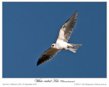 White-tailed Kite (Elanus leucurus) by Ian