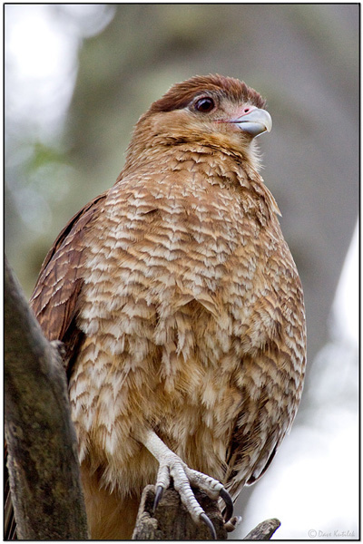 Chimango Caracara by Daves Birding Pix Chimango Caracara by Daves Birding Pix