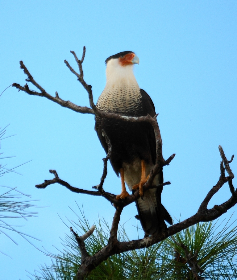 Northern Crested Caracara (Caracara cheriway) by Dan at Viera Wetland
