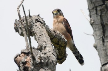 Seychelles Kestrel (Falco araeus) by Bob-Nan