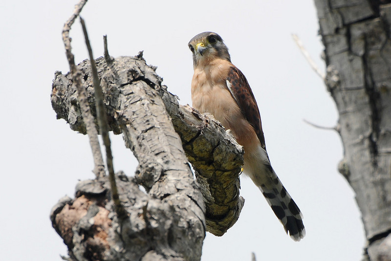 Seychelles Kestrel (Falco araeus) by Bob-Nan