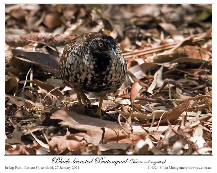 Black-breasted Buttonquail (Turnix melanogaster) by Ian