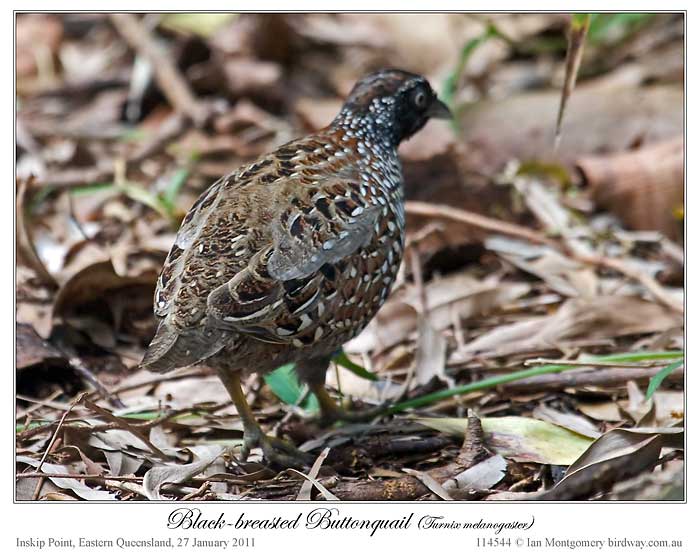 Black-breasted Buttonquail (Turnix melanogaster) by Ian
