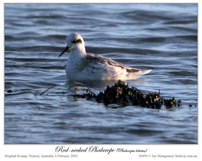 Red-necked Phalarope (Phalaropus lobatus) by Ian