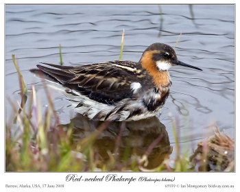 Red-necked Phalarope (Phalaropus lobatus) by Ian