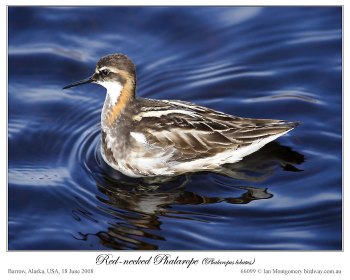 Red-necked Phalarope (Phalaropus lobatus) by Ian