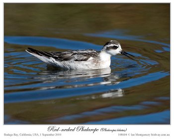 Red-necked Phalarope (Phalaropus lobatus) by Ian