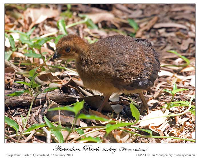 Australian Brushturkey (Alectura lathami) by Ian
