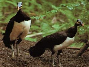 Maleo (Macrocephalon maleo) ©©Wong Dermayu