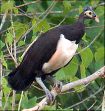Maleo (Macrocephalon maleo) ©NowPublic