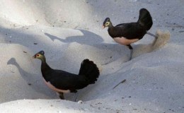 Lee’s One Word Monday –&nbsp;7/24/17