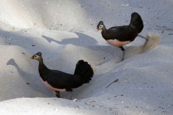 Maleo (Macrocephalon maleo) pair digging©Mongabay.com