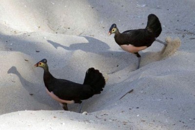 Maleo (Macrocephalon maleo) pair digging©Mongabay.com