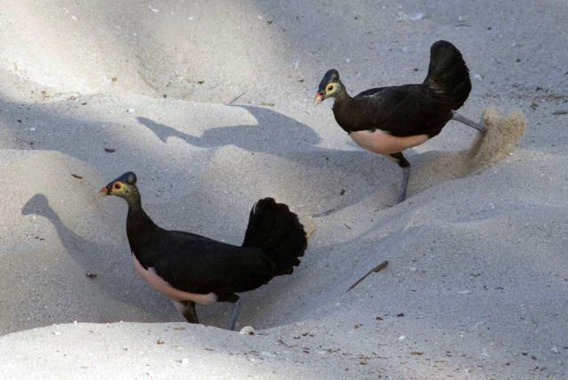 Maleo (Macrocephalon maleo) pair digging©Mongabay.com