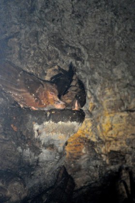 Oilbird (Steatornis caripensis) by Bob-Nan