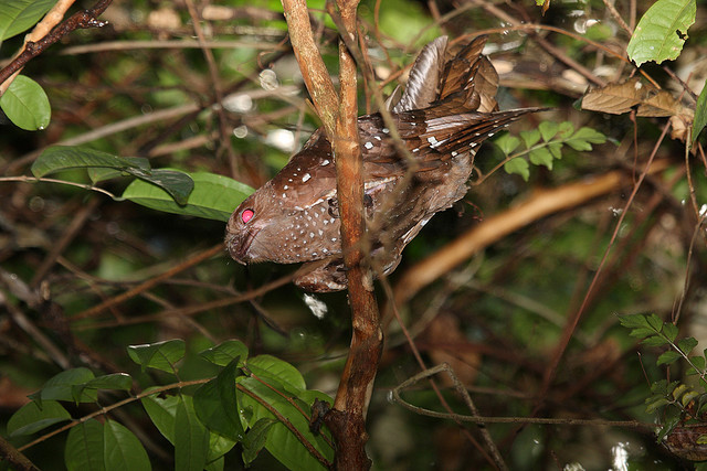 Oilbird (Steatornis caripensis) ©©Flickr - dominic sherony