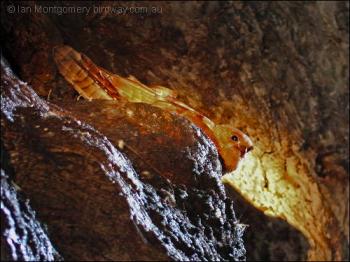 Oilbird (Steatornis caripensis) by Ian