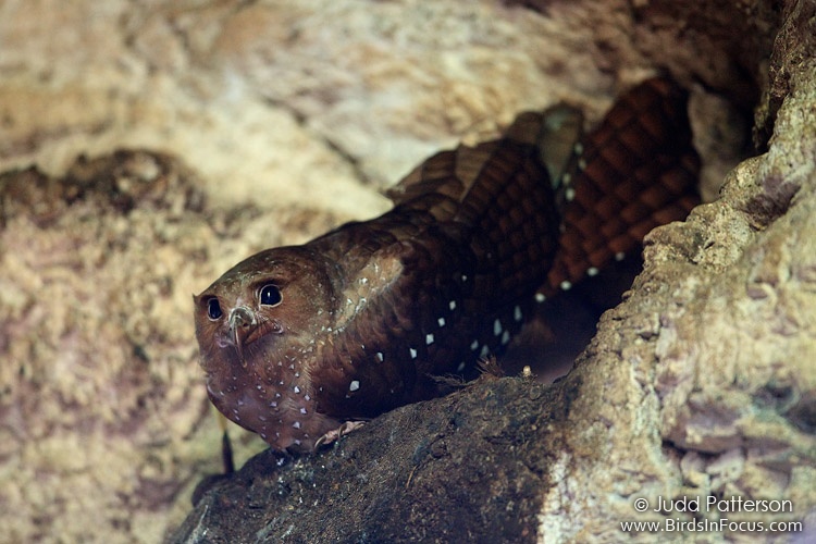 Oilbird (Steatornis caripensis) by Judd Patterson