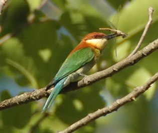 Chestnut-headed Bee-eater (Merops leschenaulti) by Nikhil Devasar