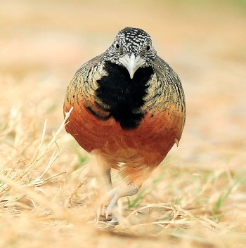 Buttonquail, not sure ©©Flickr