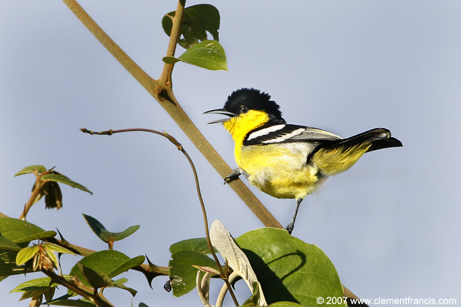 Common Iora (Aegithina tiphia) by Clement Francis