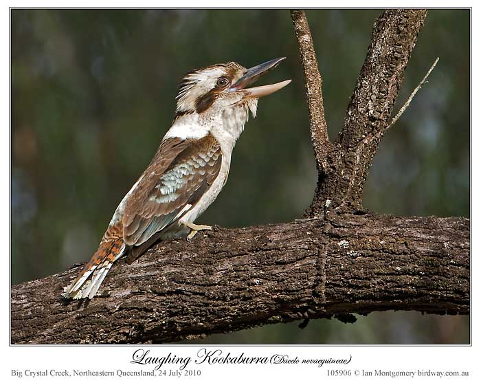 Laughing Kookaburra (Dacelo novaeguineae) by Ian