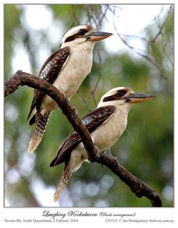 Laughing Kookaburra (Dacelo novaeguineae) by Ian
