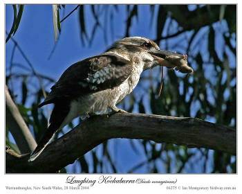 Laughing Kookaburra (Dacelo novaeguineae) by Ian
