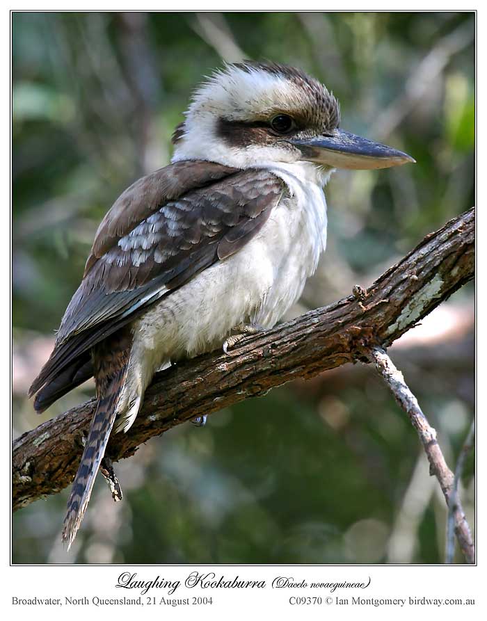 Laughing Kookaburra (Dacelo novaeguineae) by Ian