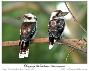 Laughing Kookaburra (Dacelo novaeguineae) by Ian