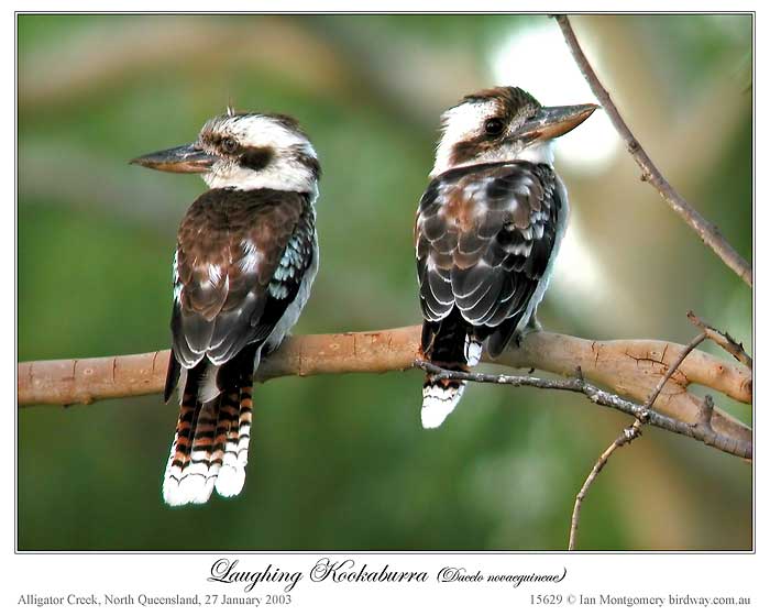 Laughing Kookaburra (Dacelo novaeguineae) by Ian