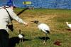 Lee feeding Wood Stork at Lake Morton by Dan Jan 2011