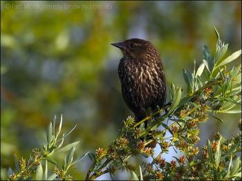 Red-winged Blackbird (Agelaius phoeniceus) female by Ian
