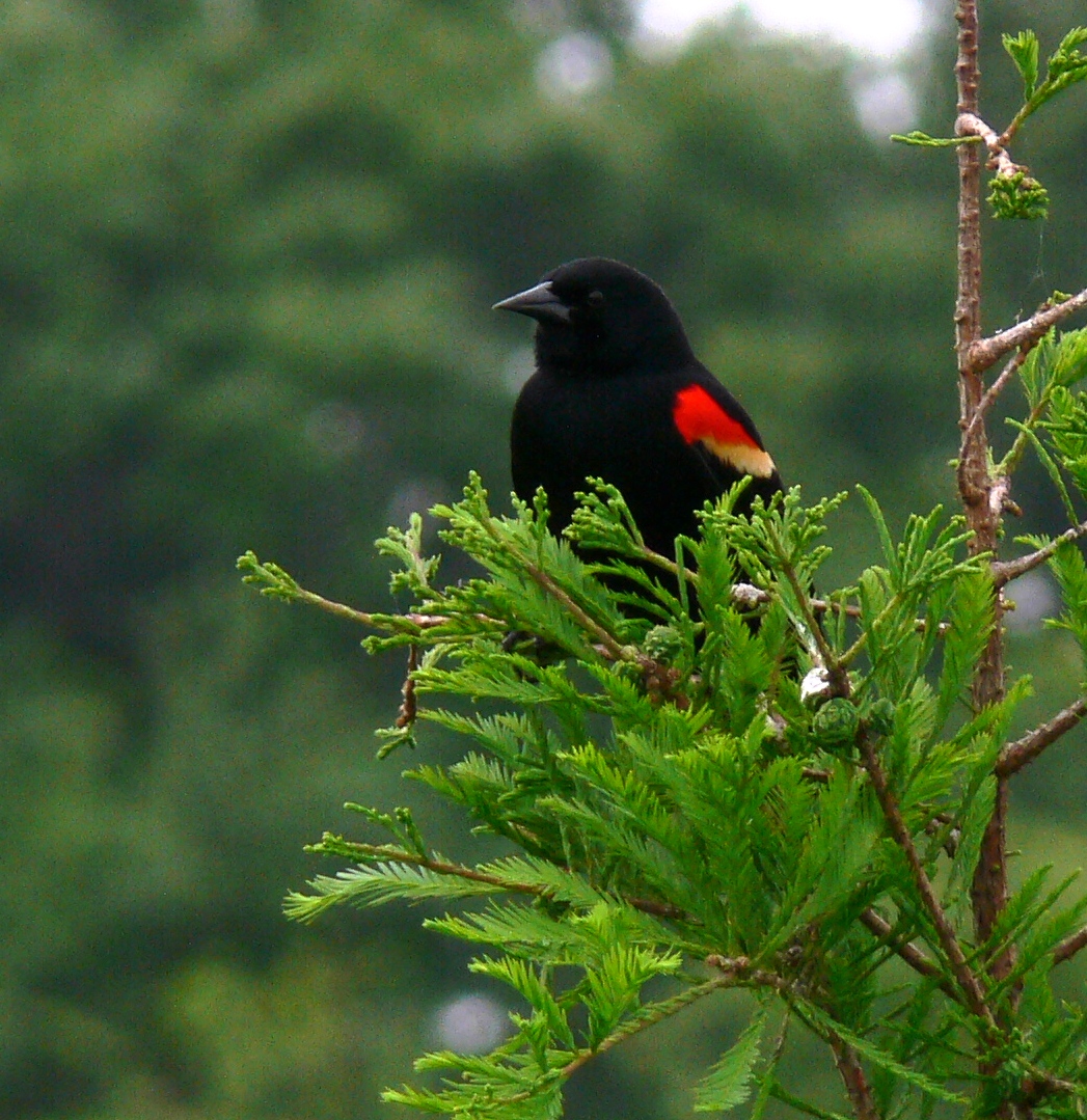 Red-winged Blackbird at S. Lake Howard Nature Pk. by Lee