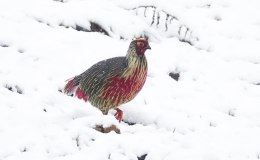 Avian and Attributes –&nbsp;Blood