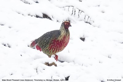 Blood Pheasant (Ithaginis cruentus) ©Arthur Grosset