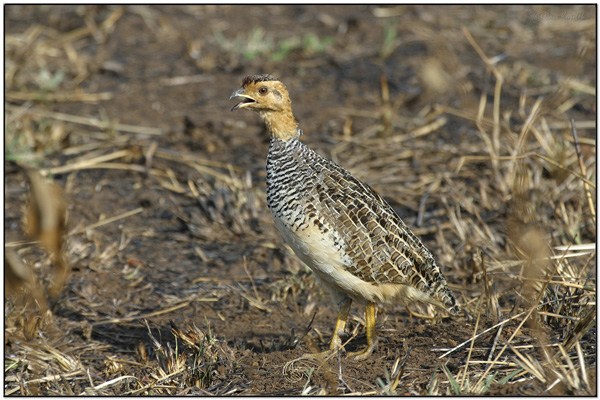 Coqui Francolin(Peliperdix coqui) by Dave's BirdingPix