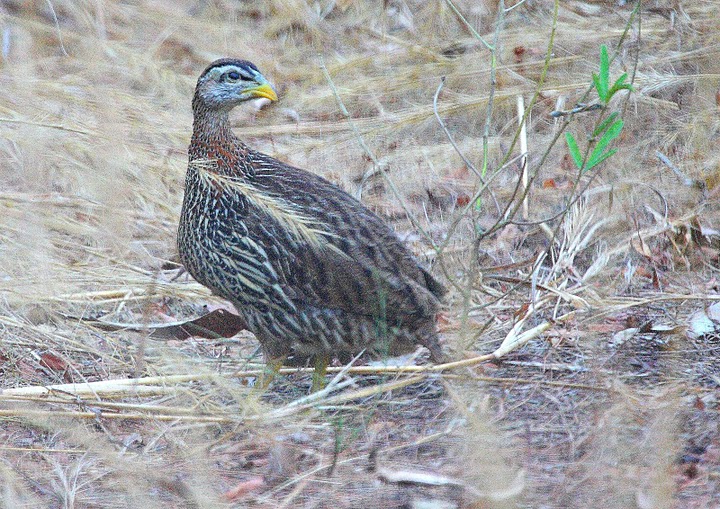 Double-spurred Francolin (Pternistis bicalcaratus) by KapitanHojo©©