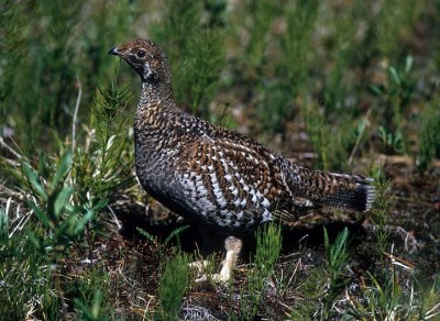 Dusky Grouse (Dendragapus obscurus) ©©MyersFamily