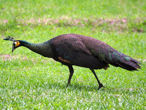 Green Peafowl (Pavo muticus) by Ian