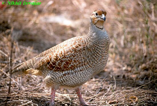 Grey Francolin (Francolinus pondicerianus) by Nikhil Devasar