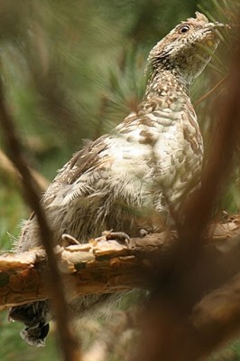 Hazel Grouse (Tetrastes bonasia) ©©7-Skogshons-M