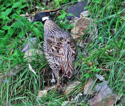 Koklass Pheasant (Pucrasia macrolopha) by Nikhil Devasar