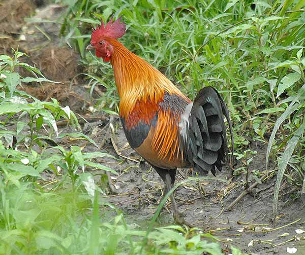 Red Junglefowl (Gallus gallus) by Nikhil Devasar