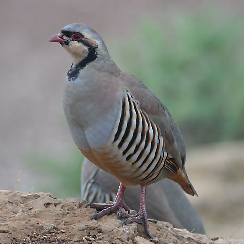 Rock Partridge (Alectoris graeca) ©Arthur Grosset